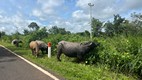 En las carreteras de Camboya