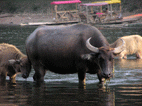 Bufalos de agua