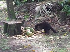 Coati comiendo cocos, Parque Nacional Cahuita