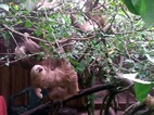 Crias de mono perezoso, Jaguar Rescue Center Foundation