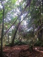 Refugio Natural de Vida Silvestre Gandoca Manzanillo