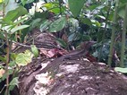 Basilisco sobre el tronco, Parque Nacional Cahuita