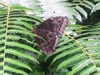 Mariposa ojos de buho, Reserva Biológica Bosque Nuboso Monteverde