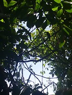 Tucán posado en la rama, Caminata en el Parque Natural Tortuguero