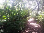 Caminata en el Parque Natural Tortuguero