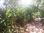 Caminata en el Parque Natural Tortuguero