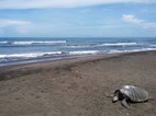 Tortuga muerta en la playa caribeña de Tortuguero