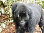 Gorilas en Bwindi Impenetrable NP