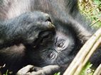 Gorilas en Bwindi Impenetrable NP