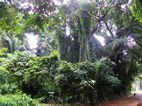 Botanical Gardens, Entebbe