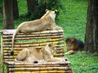 Leones, Uganda Wildlife Educational Centre
