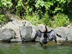 Cormorà eixugant-se les ales, Bujigali Falls