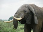 Elefante, Murchison Falls NP