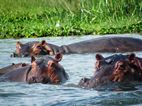 Hipopotamos, Launch trip, Murchison Falls NP