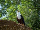 African fish eagle, Launch trip, Murchison Falls NP