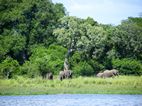 Elefantes, Launch trip, Murchison Falls NP