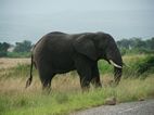 Elefante en la carretera a Kasese