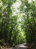 Bilar Man Made Forest, illa de Bohol
