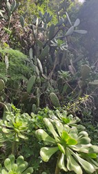 Sendero de los Tilos de Moya