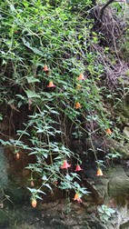 Sendero Barranco del Alamo