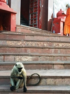 Monos en el Templo Savitri