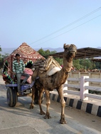 Camellos entre el centro de Pushkar y la colina Ratnagiri