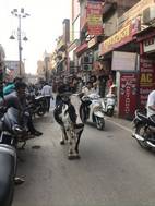 Vaca ajena al tráfico, centro de Varanasi