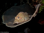 Scorpionfish, Komodo NP