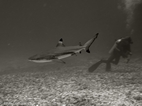 Tiburón de arrecife de punta negra, Komodo NP