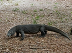 Dragon de Komodo, Isla de Rinca