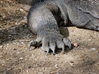 Detalle de la garra de un dragon de Komodo