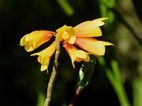 Orquidea del Jardin Botánico de Bedugul