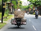 Transportando cochinillos en la moto
