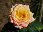 Rosa del Jardin Botánico de Bedugul
