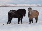 En el norte es facil ver caballos islandeses pastando junto a la carretera