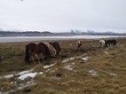Caballos islandeses pastando en los márgenes de la carretera