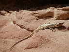 La fauna escasea en el Wadi Rum