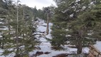Bosque de los Cedros de Dios