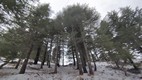 Bosque de los Cedros de Dios