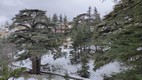 Bosque de los Cedros de Dios