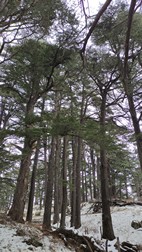 Bosque de los Cedros de Dios
