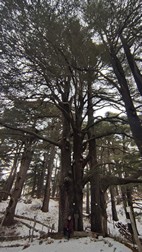 Bosque de los Cedros de Dios