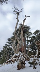 Bosque de los Cedros de Dios