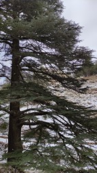 Bosque de los Cedros de Dios