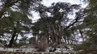 Bosque de los Cedros de Dios