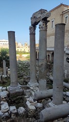 Cardus maximus