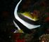 longfin bannerfish
