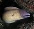 white moray eel