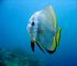 circular spadefish