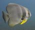 longfin spadefish